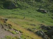 Marmotte dressee 2 